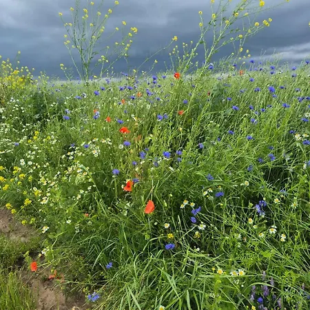 Zollhaus Nad Zalewem Mietkowskim Holiday home Dominice