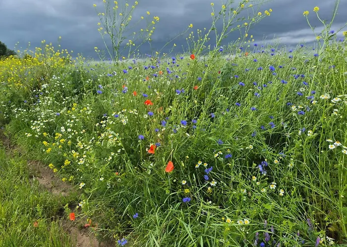 Zollhaus Nad Zalewem Mietkowskim 펜션 Dominice